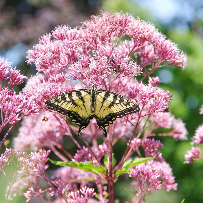 Goldfinch and Pollinator Haven