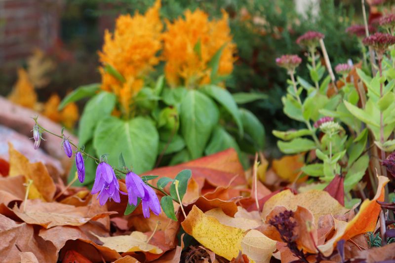 Perennial Beds