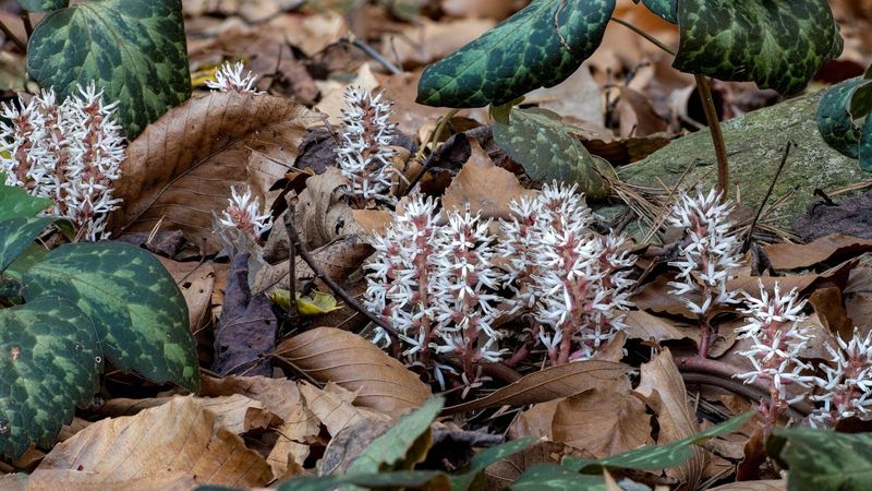 Allegheny Spurge (Pachysandra procumbens)