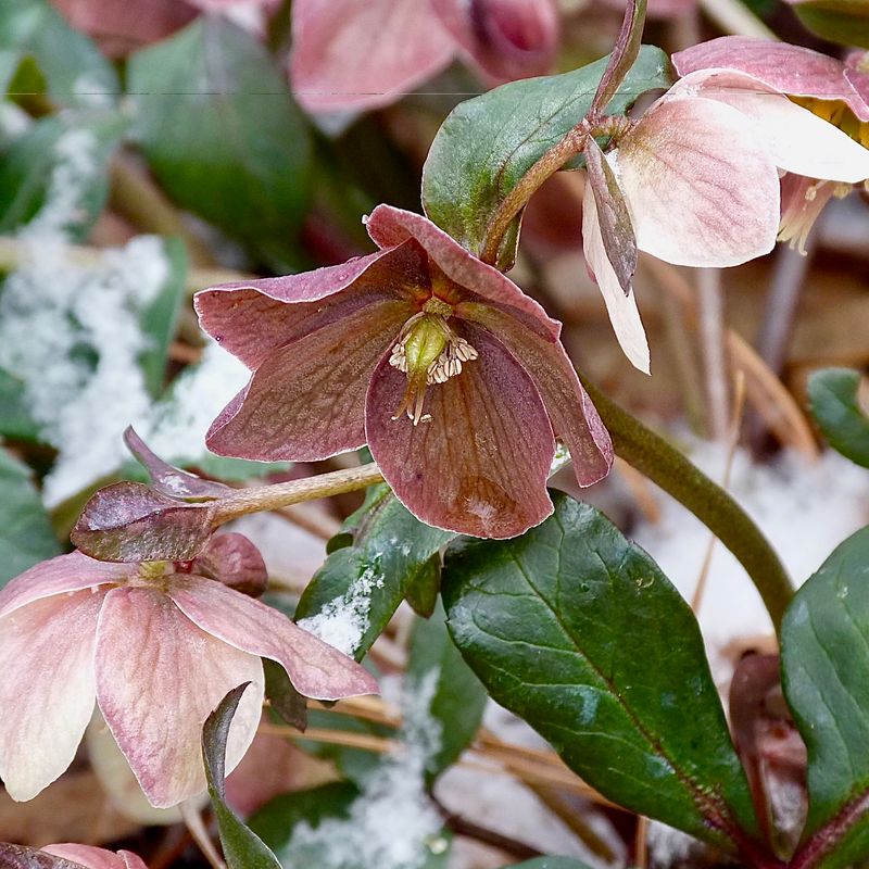 A Frost Cover Ready to Go