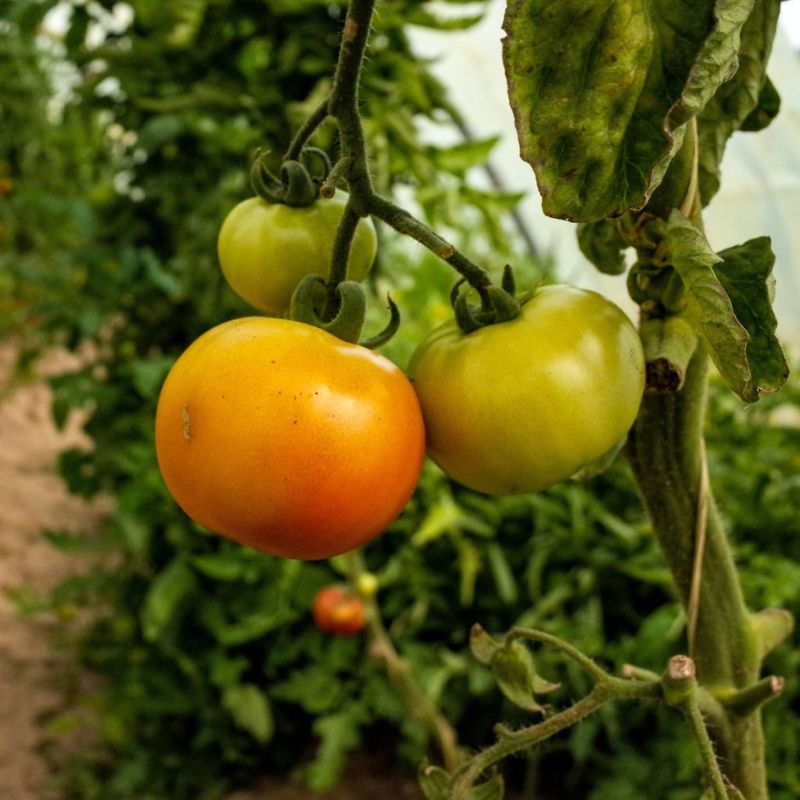 Reduce the time ripe fruit remains exposed