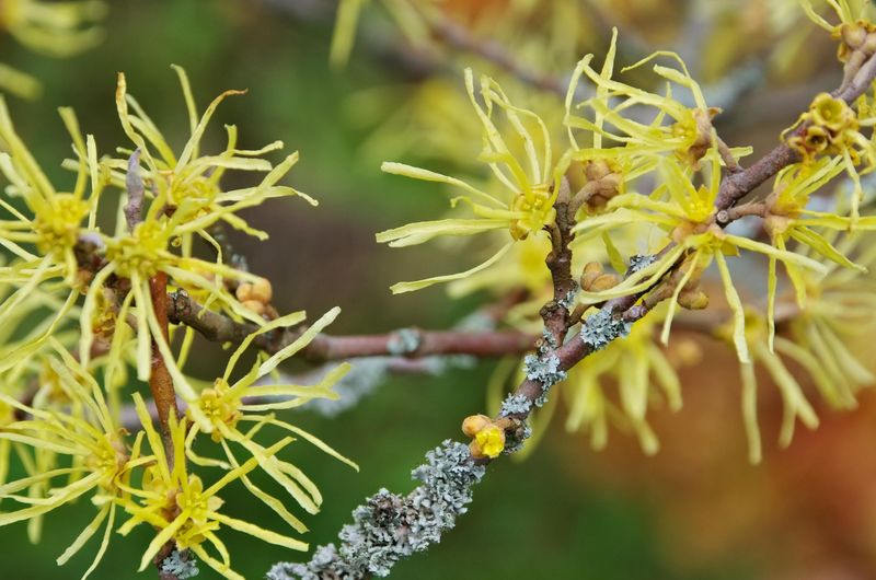 Its late-season value extends beyond yellow flowers