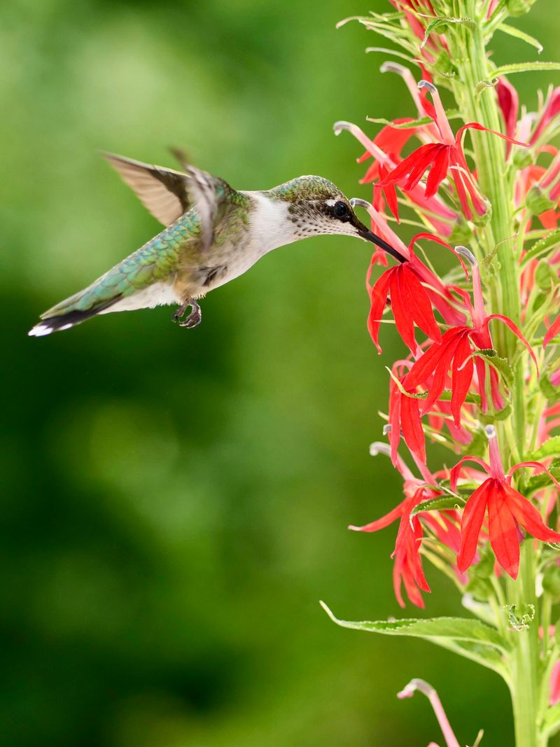 Ruby-throated Hummingbird