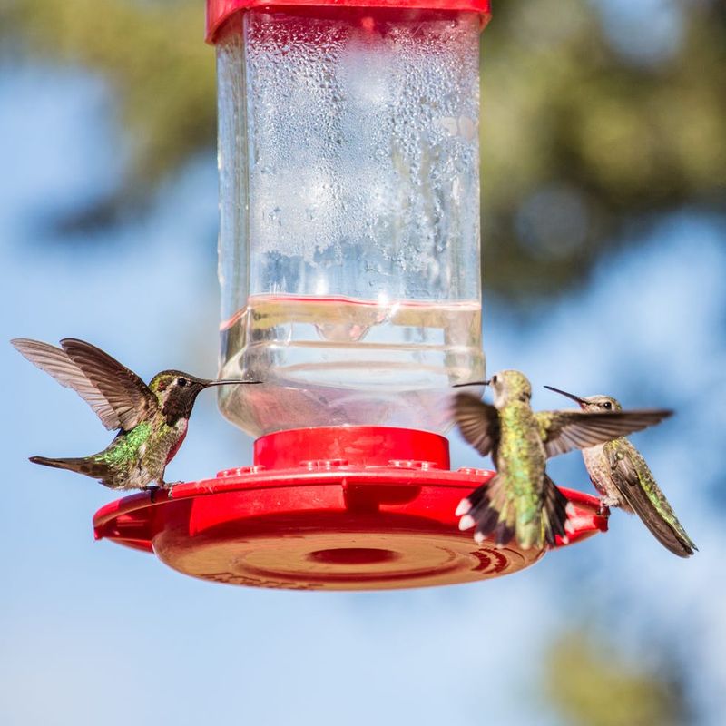 Unclean Feeders and Spoiled Nectar