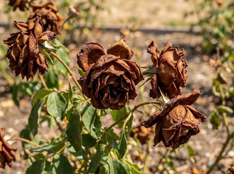 Follow regional guidance on when to stop deadheading