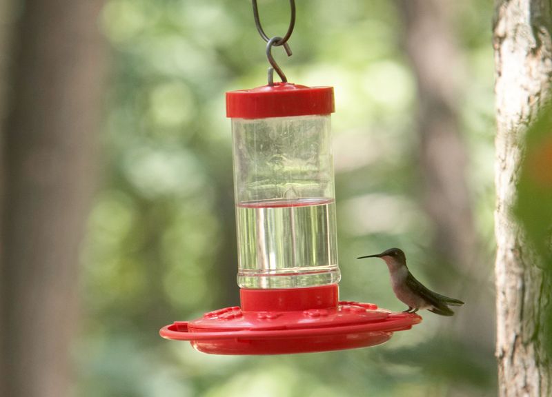 Poor Feeder Placement