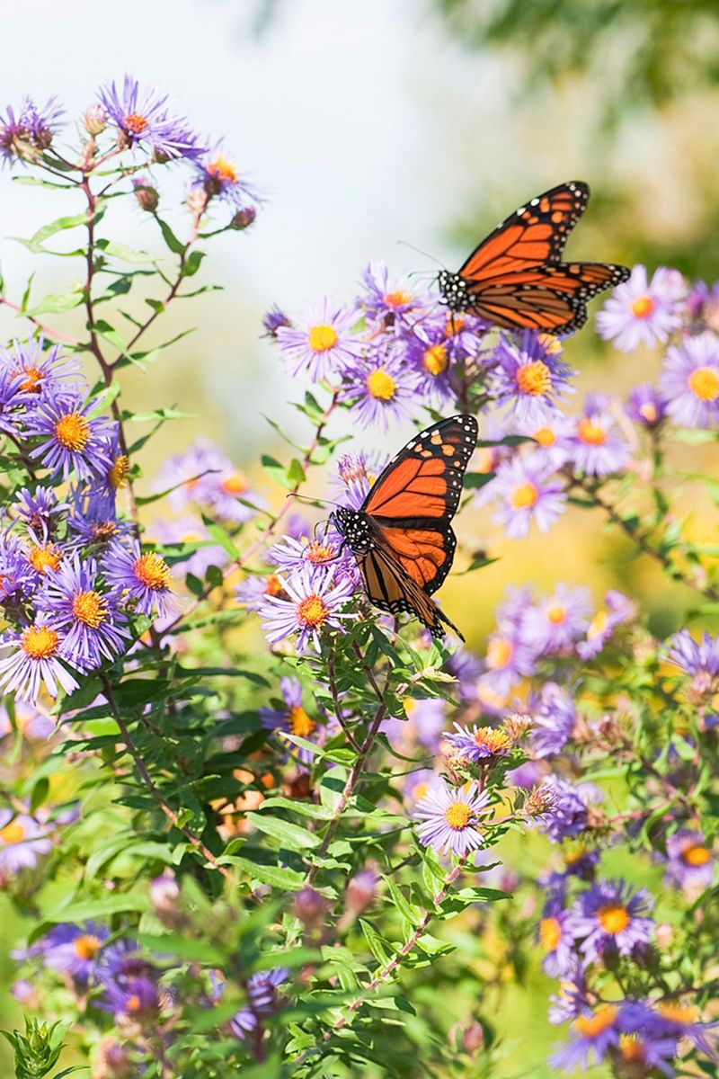 Fall Asters