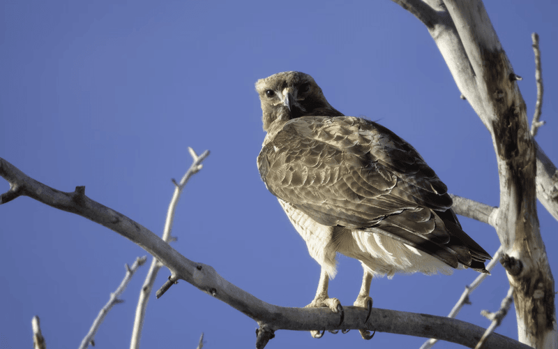 Give the hawk space