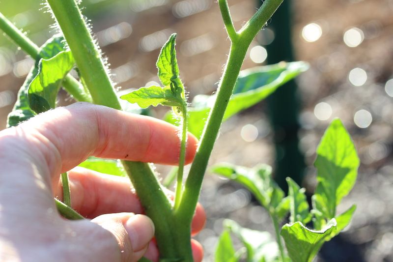 Pinch Tomato Suckers Early
