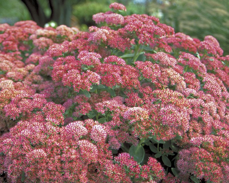 Stonecrop (Sedum spectabile)