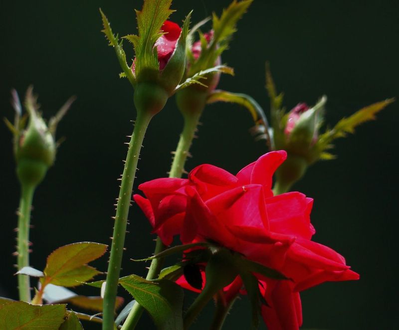 Roses