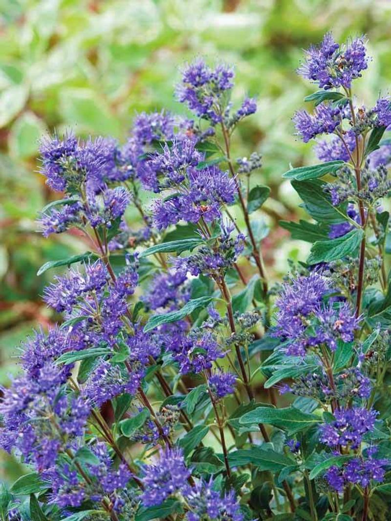 Bluebeard (Caryopteris x clandonensis)