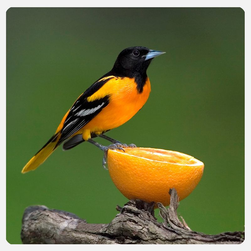 Orioles