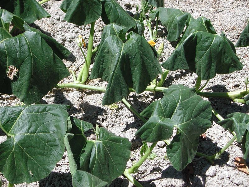Heat Stress Is Making Blossoms Drop