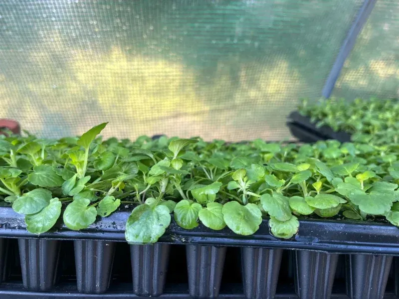 Choose compact transplants and wait for the heat to ease