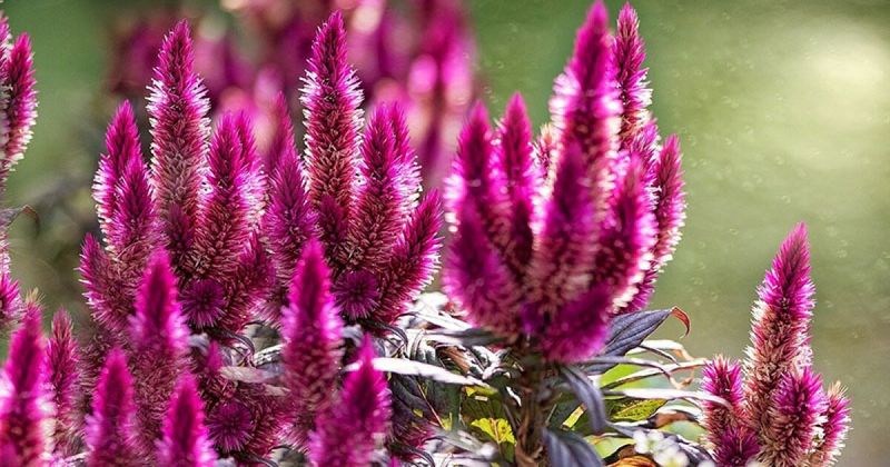Celosia (Cockscomb)