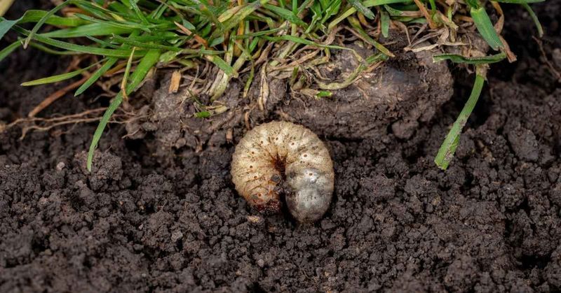 What the Wildlife Finds Below the Turf