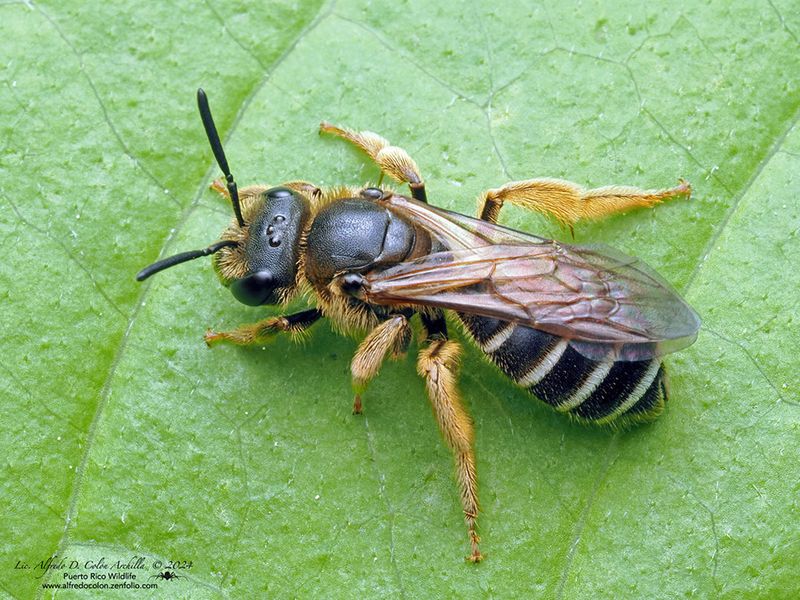 Furrow Bee