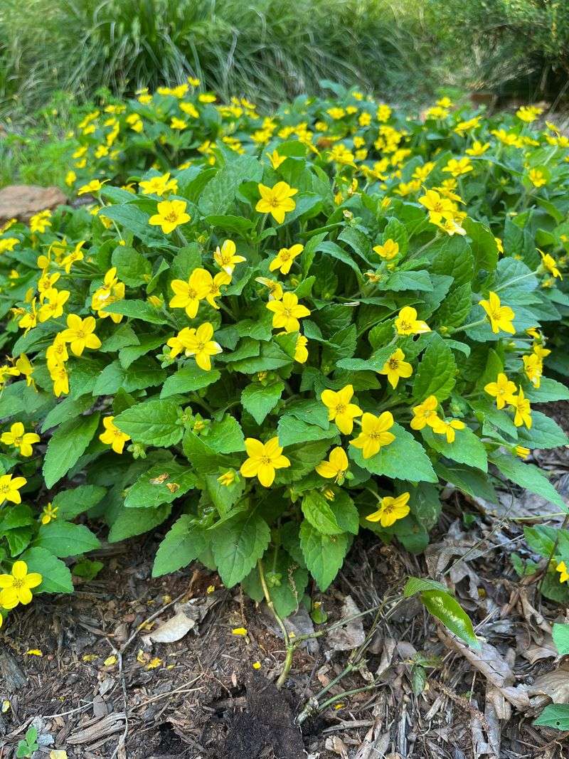Green-and-Gold (Chrysogonum virginianum)