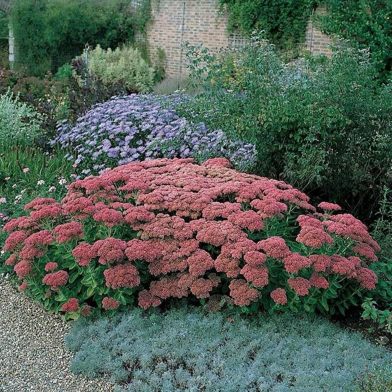 Sedum (Stonecrop)
