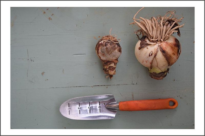 Small or Immature Bulb