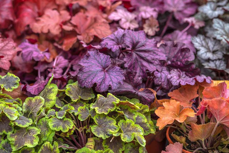 Heuchera (Coral Bells)