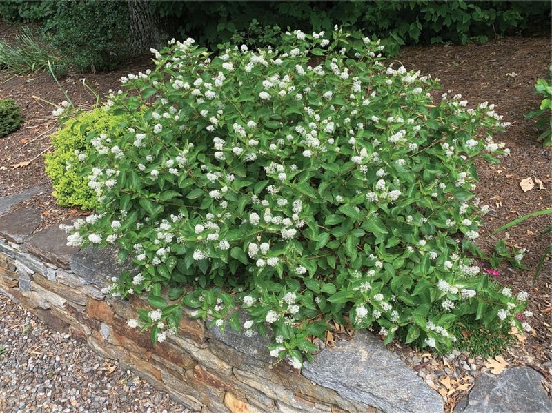 Settle on the location before planting
