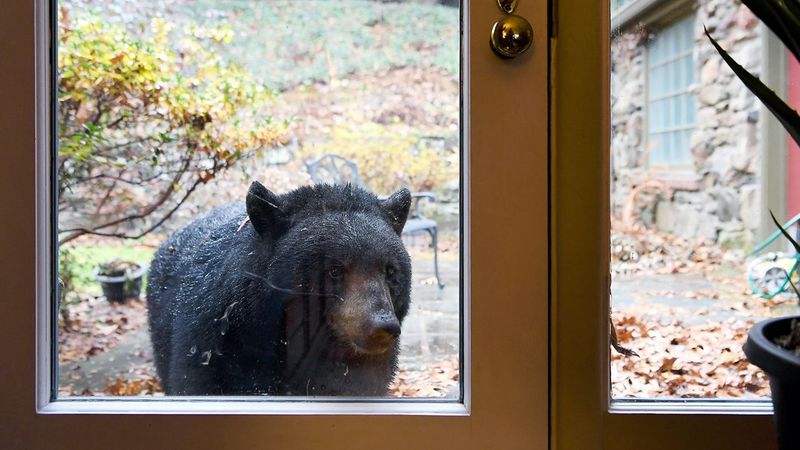Put fall sightings in North Carolina context