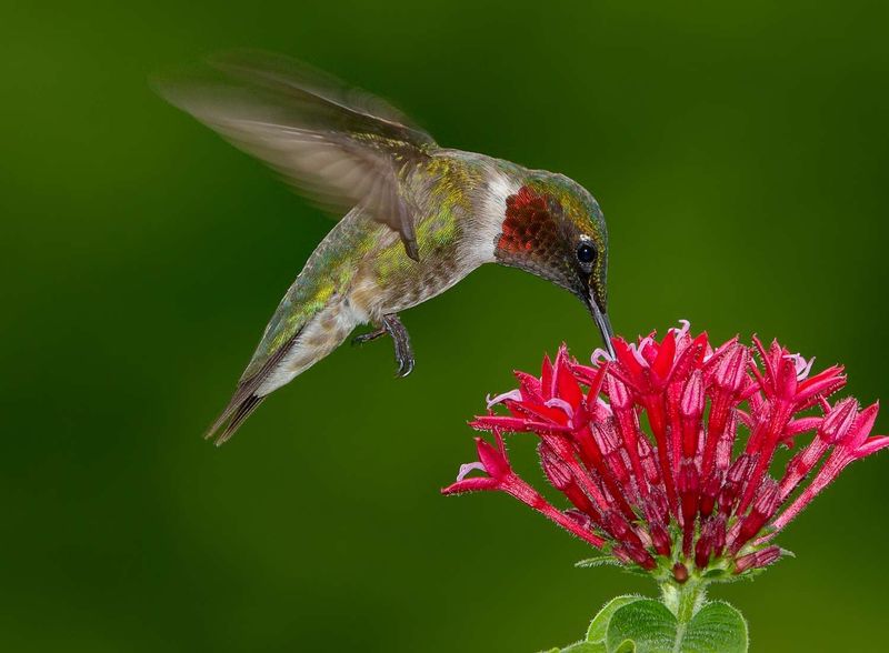 Hummingbirds