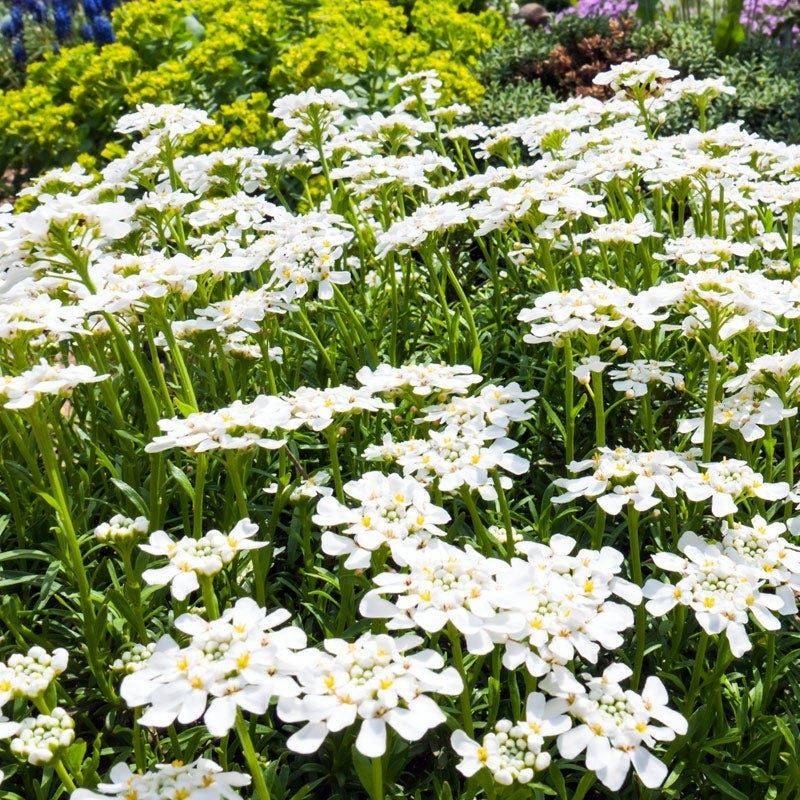 Candytuft (Iberis sempervirens)