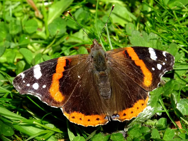 Red Admiral