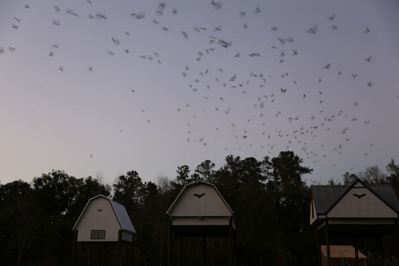 Give Bats Time and Check Without Disturbing Them