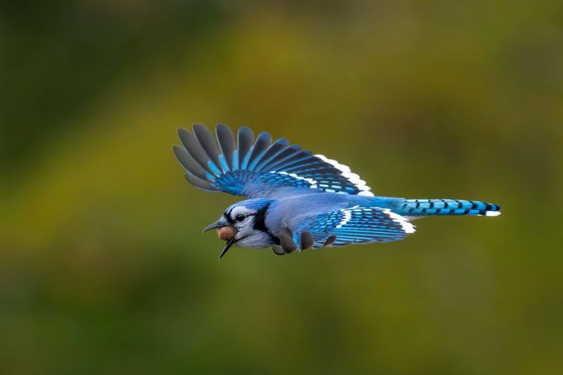Blue Jays also help spread oak trees