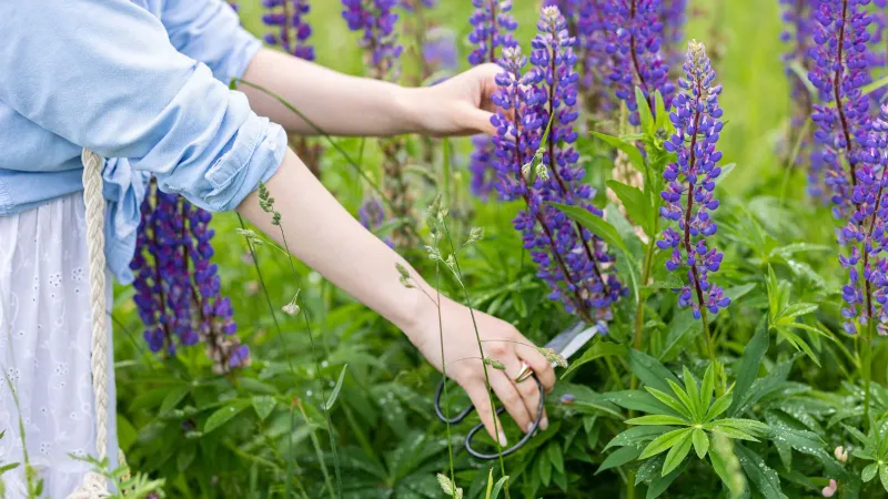 Lupine