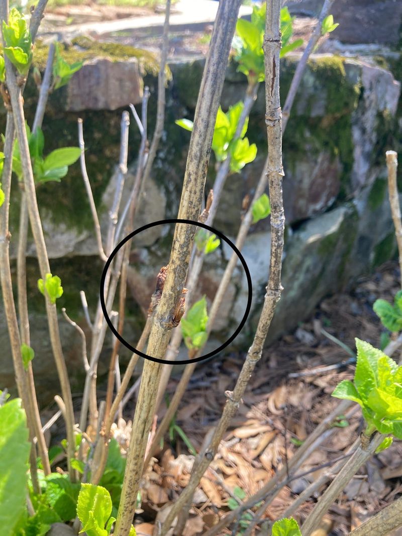 Prune Old Wood Hydrangeas Correctly