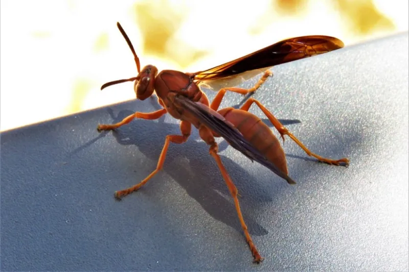 A queen seeking shelter is not a colony moving in