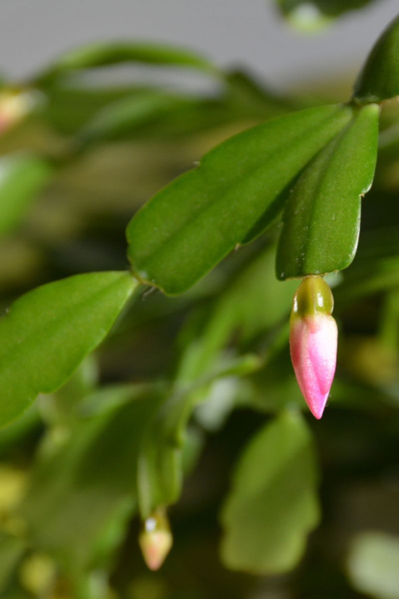 What Kind of Holiday Cactus Are You Growing?