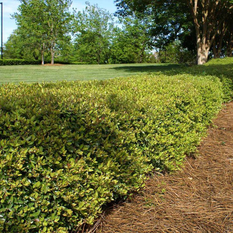 Yaupon Holly (Ilex vomitoria)