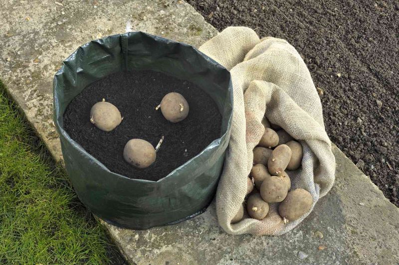 Spring planting time depends on where you garden