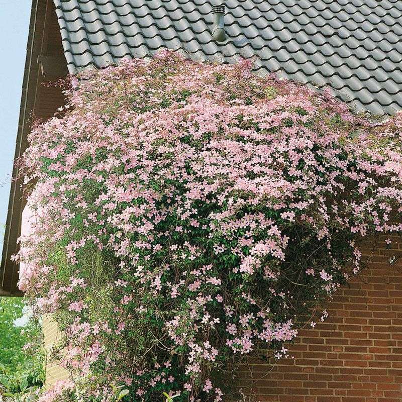 Clematis montana 'Rubens'