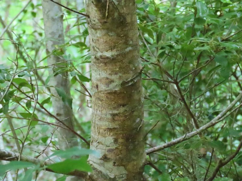 Chinquapin remains vulnerable to chestnut blight