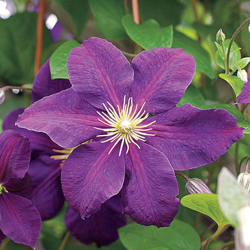 Purple Clematis (Clematis jackmanii)