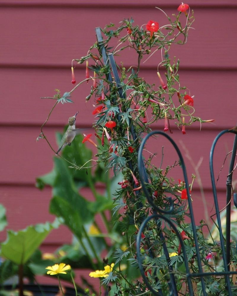 Cardinal Climber (Ipomoea sloteri)