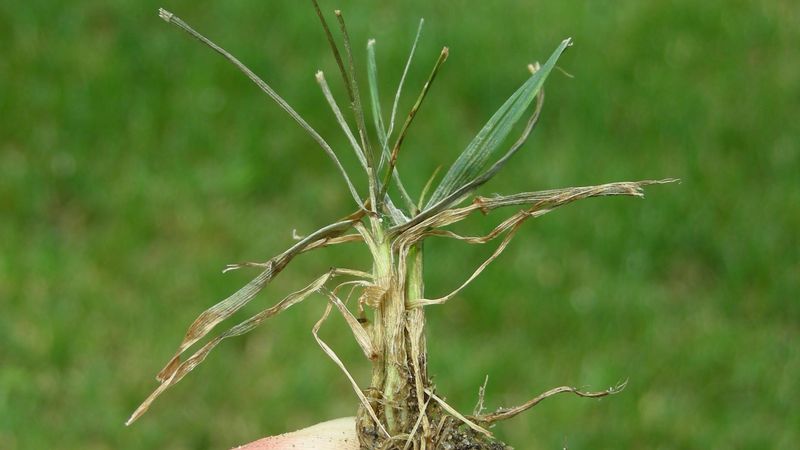 When thinning looks like disease, symptoms still need checking