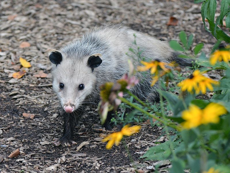A varied diet does not make an opossum tick control