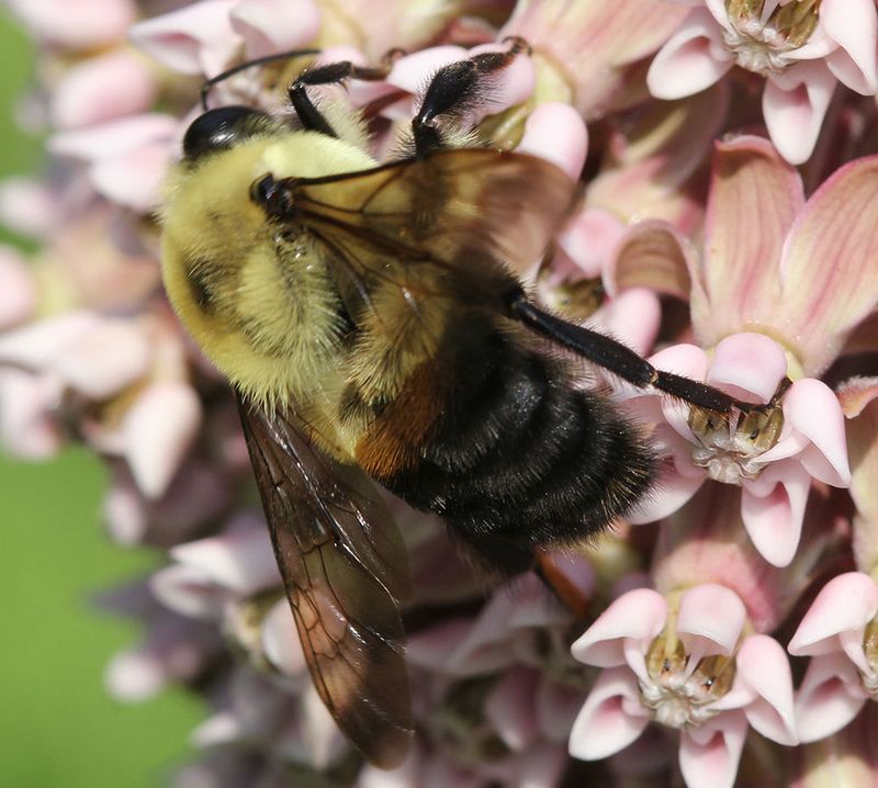 Brown-Belted Bumble Bee