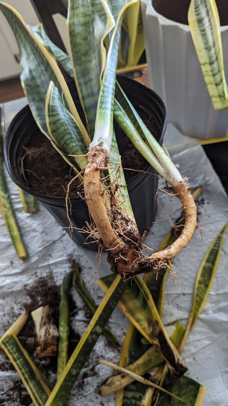 Remove damaged tissue and repot only what can survive