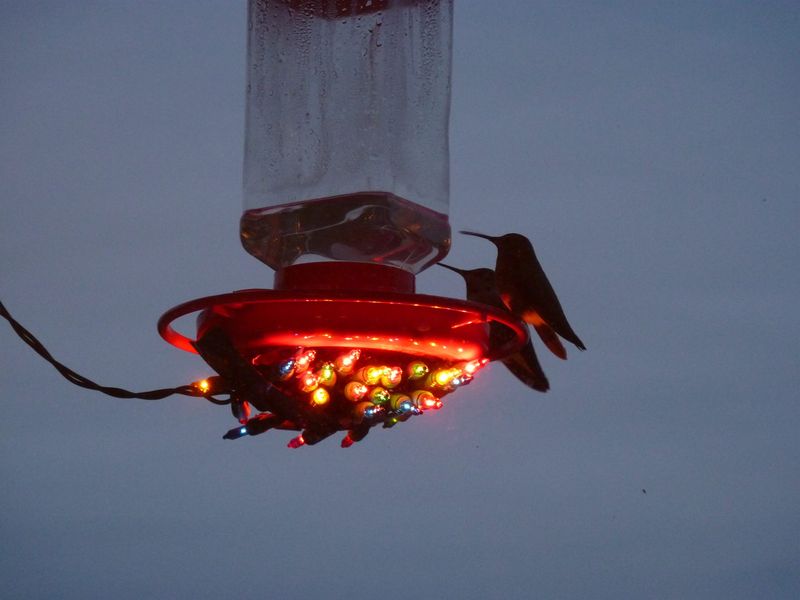 Keep winter nectar fresh and prevent it from freezing