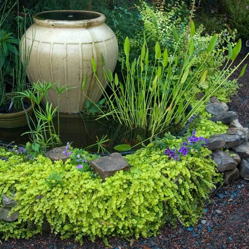 Creeping Jenny