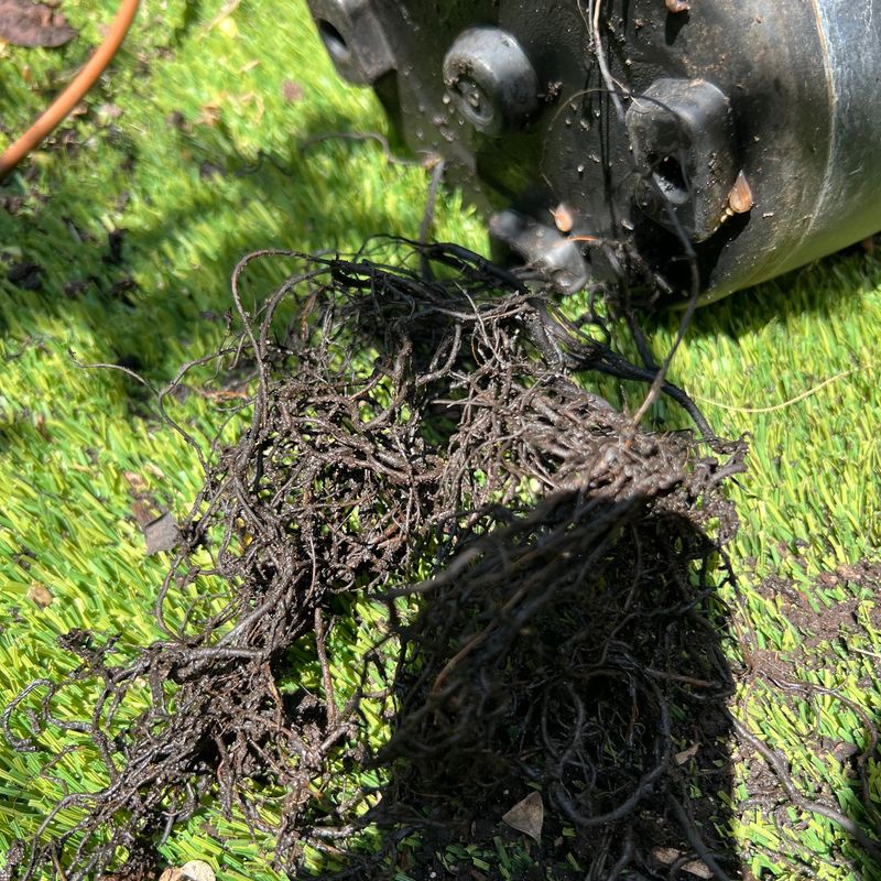 Roots Sneaking Out of the Drainage Holes